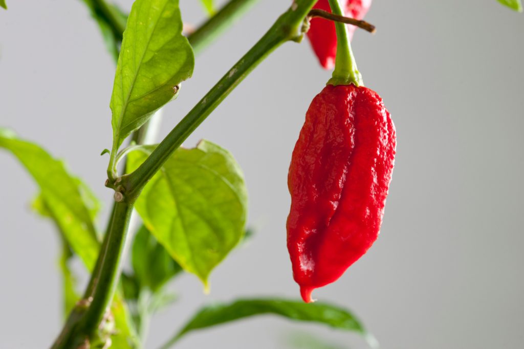 Ghost Pepper