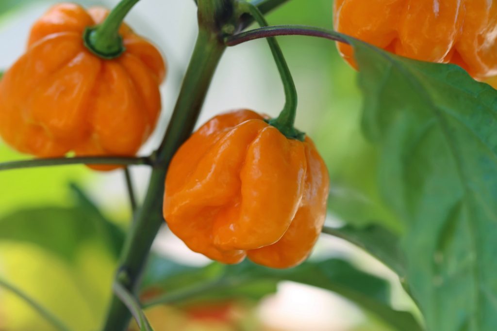 Orange Carolina Reaper Pepper