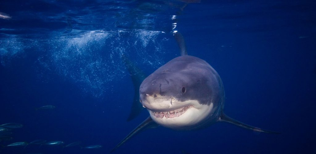 The Great White Shark scaled