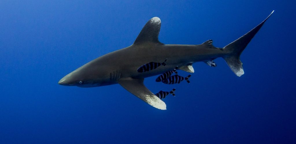 The Oceanic Whitetip Shark scaled