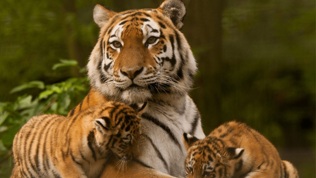 Declining Tiger Populations