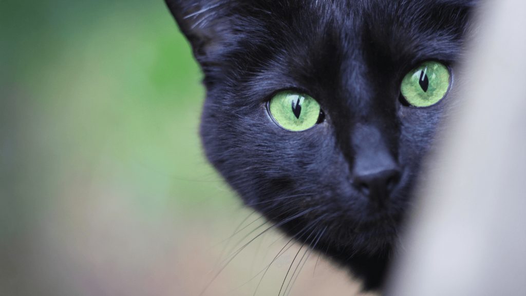 Black Cat Superstitions