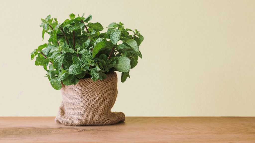 Peppermint Varieties