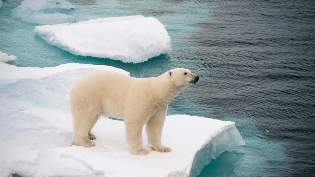Polar Bear Or Sea Bear