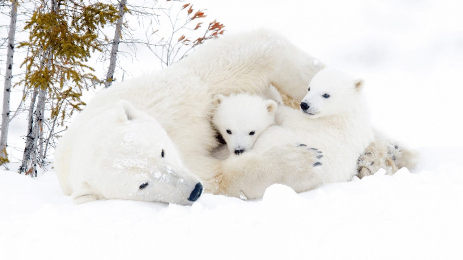 Polar Bears Have Some Surprising Skills - Last Call Trivia