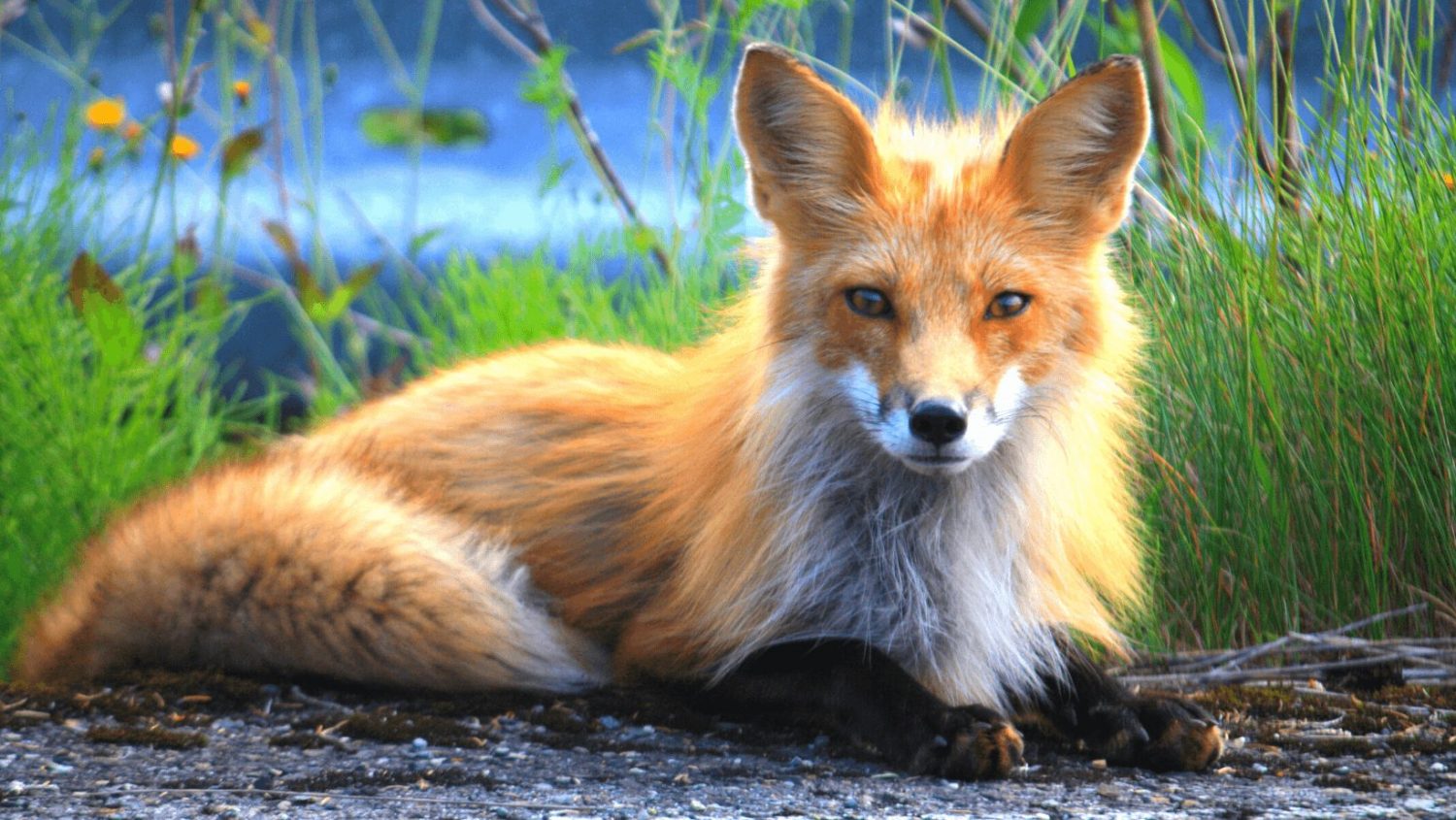 The Omnipresent Red Fox