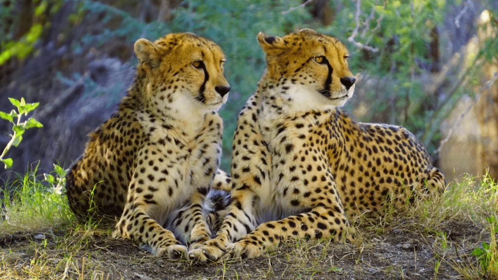 27 - Would You Rather Run Into a Coalition of Cheetahs or a Leap of  Leopards? - Last Call Trivia