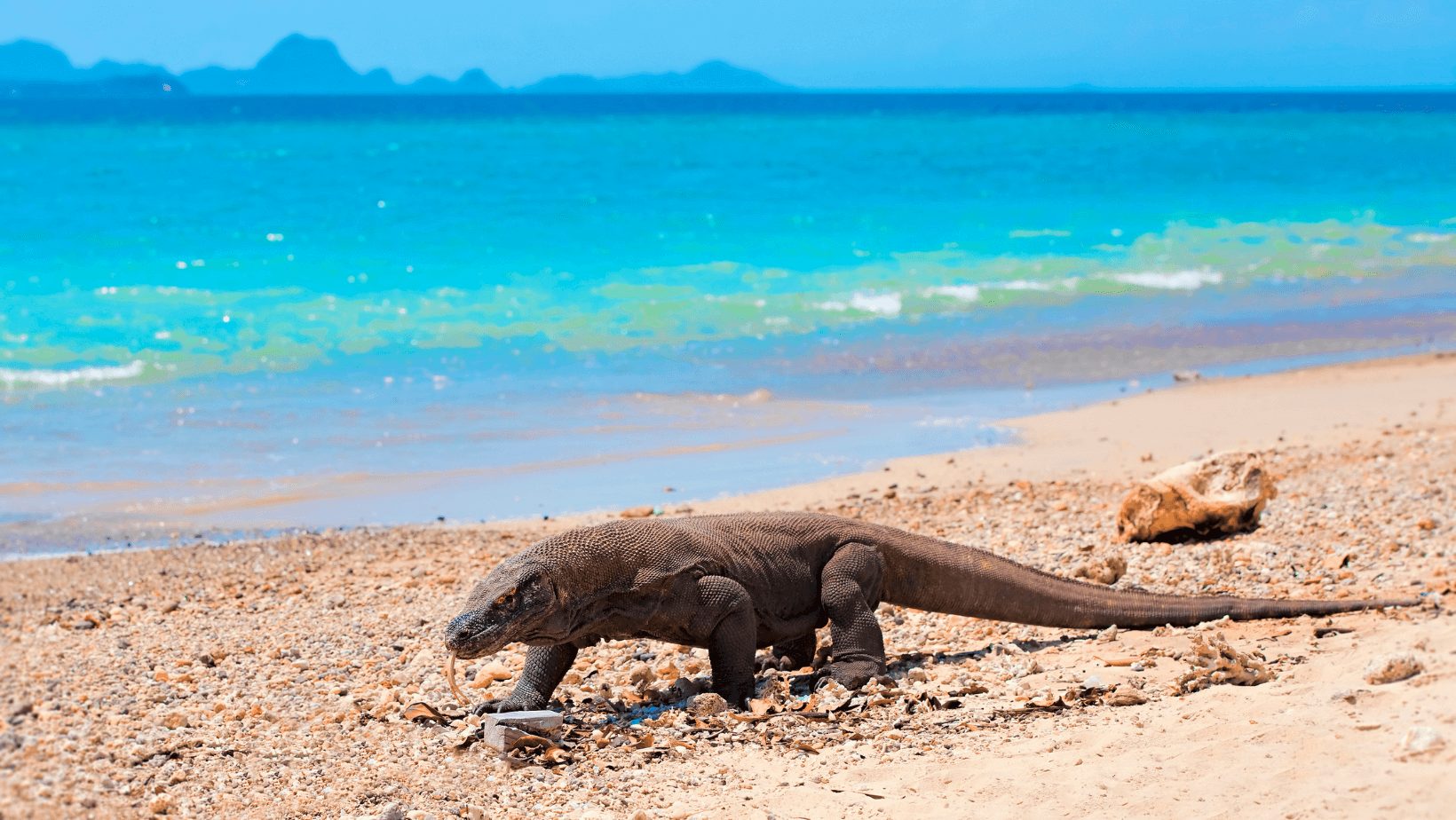 What Is So Interesting About the Komodo Dragon?