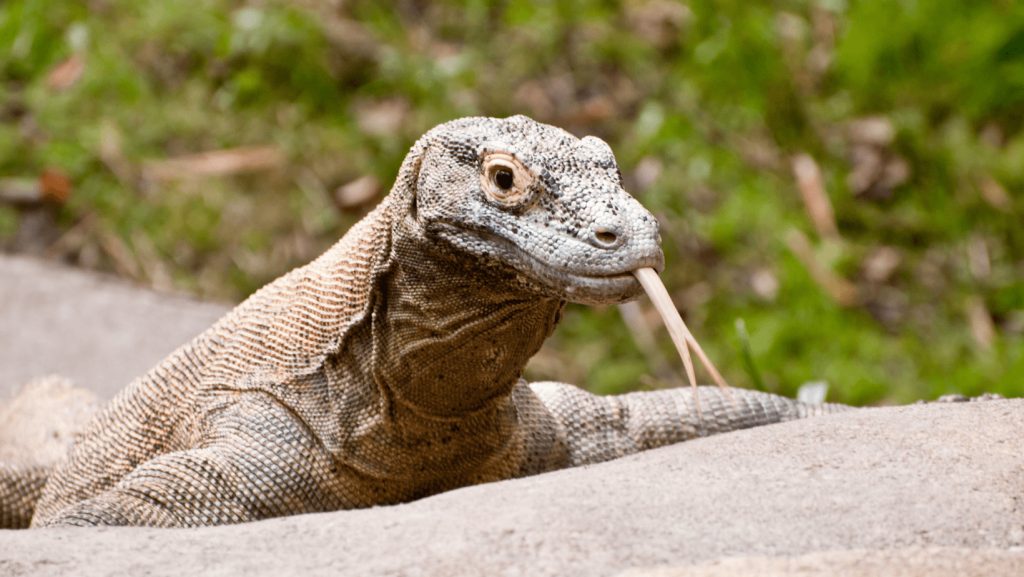 Komodo Dragon Threats