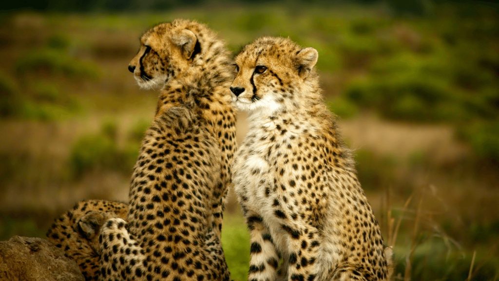 Cheetah Social Structure