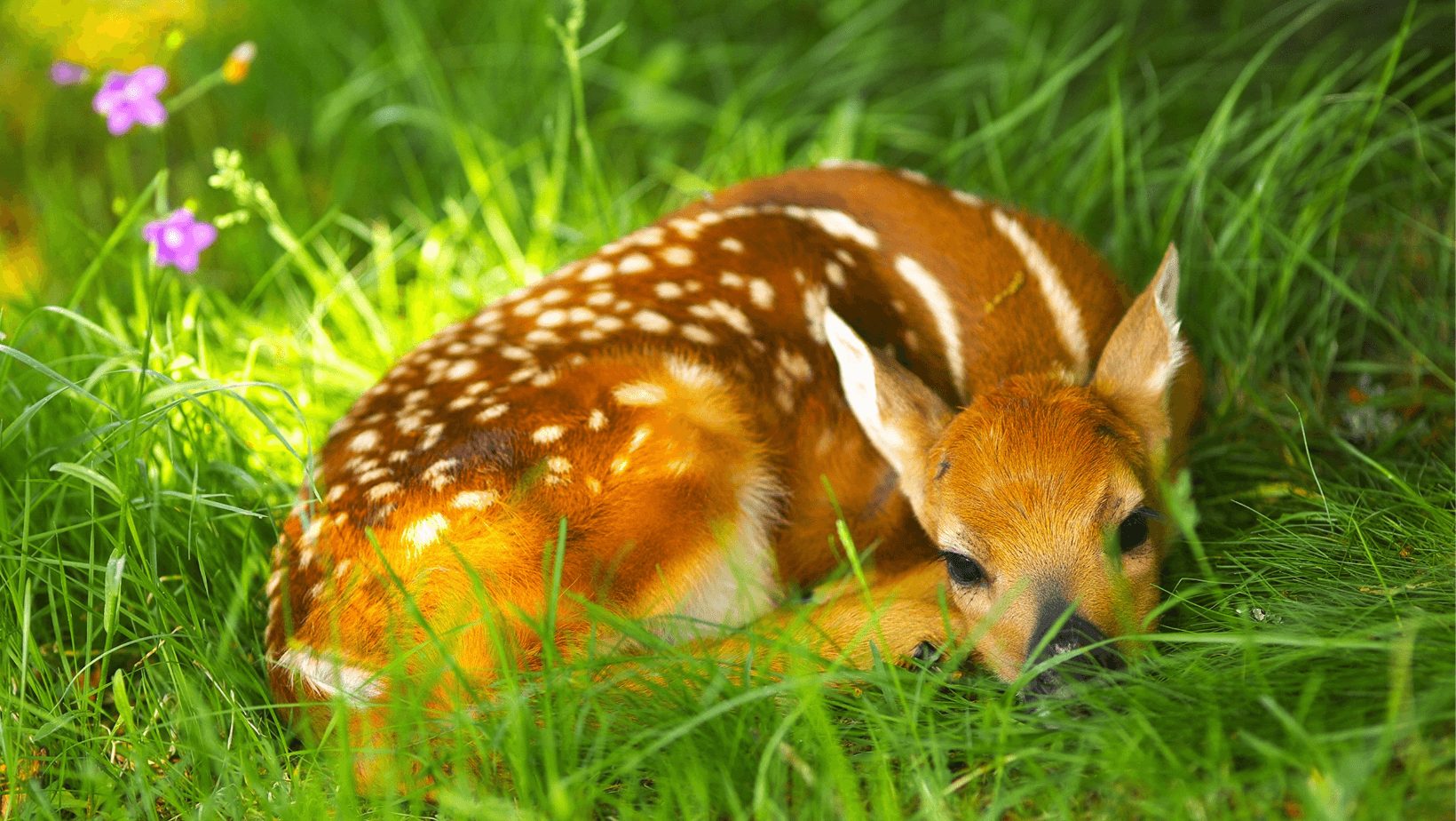 Origin of Bambi
