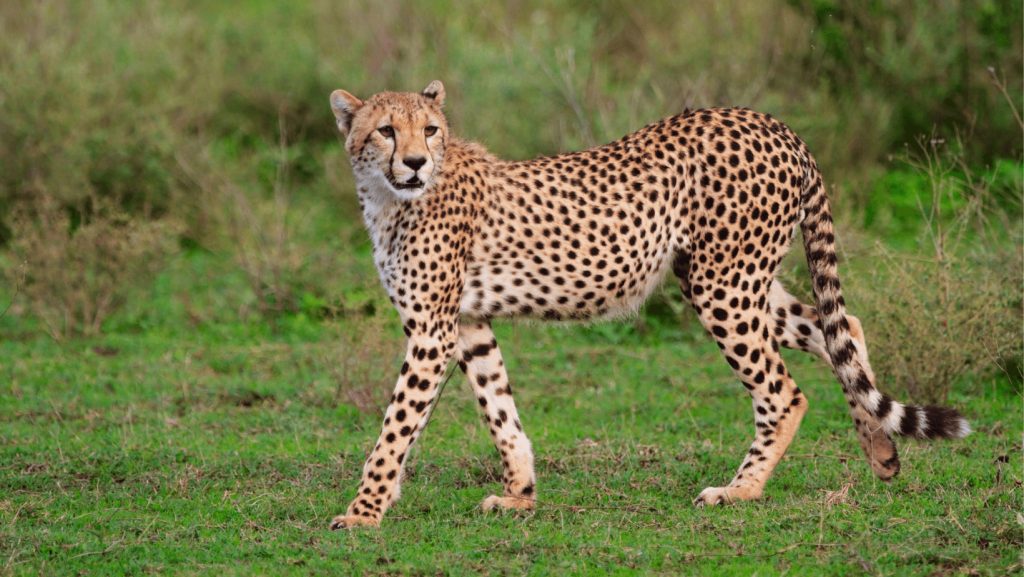 How The Cheetah Evolved For Speed - Last Call Trivia