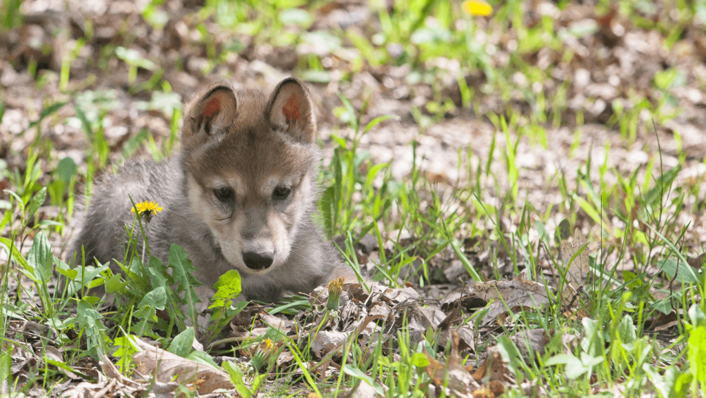 Domesticating The Wolf