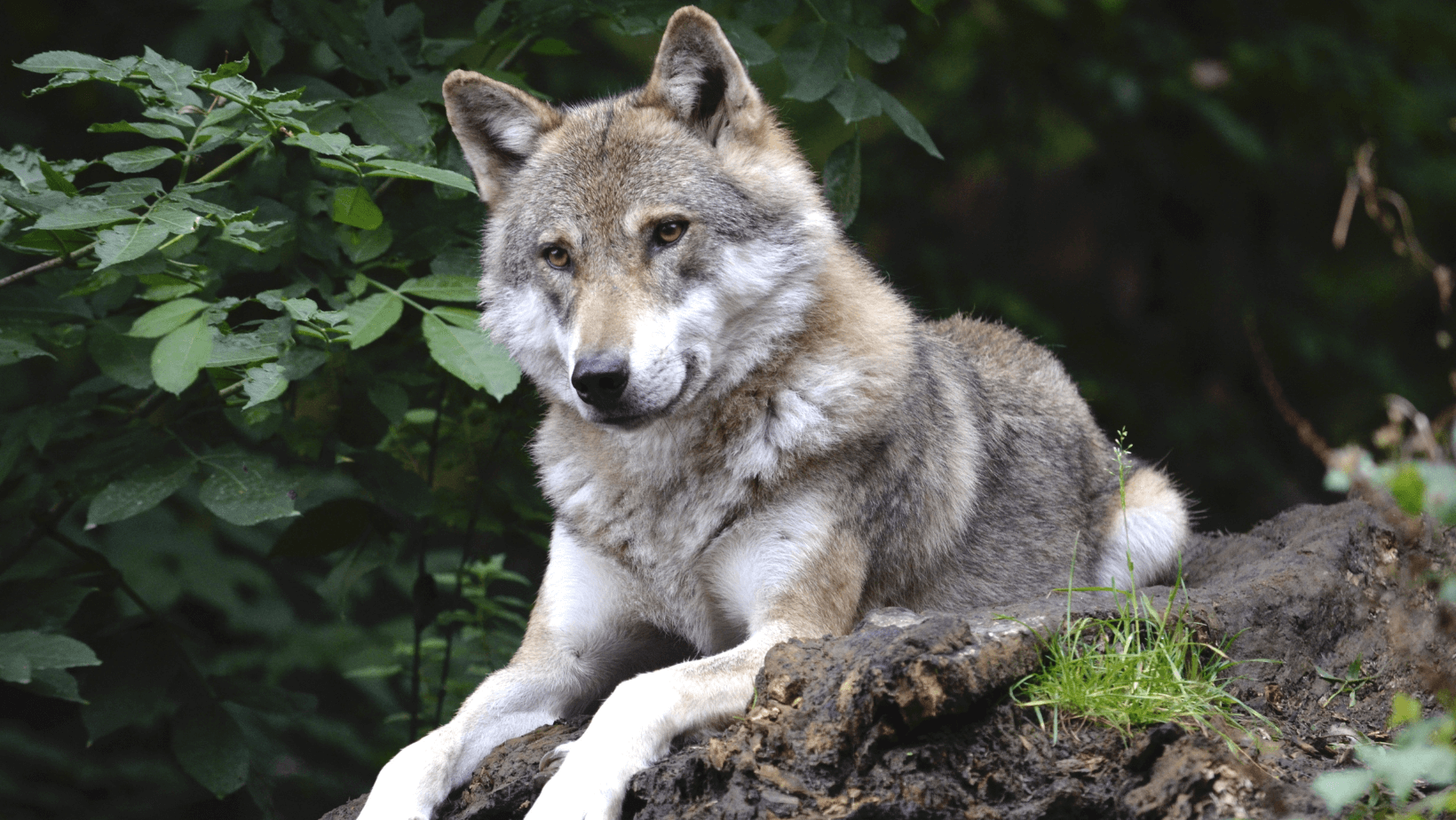Wolf Species