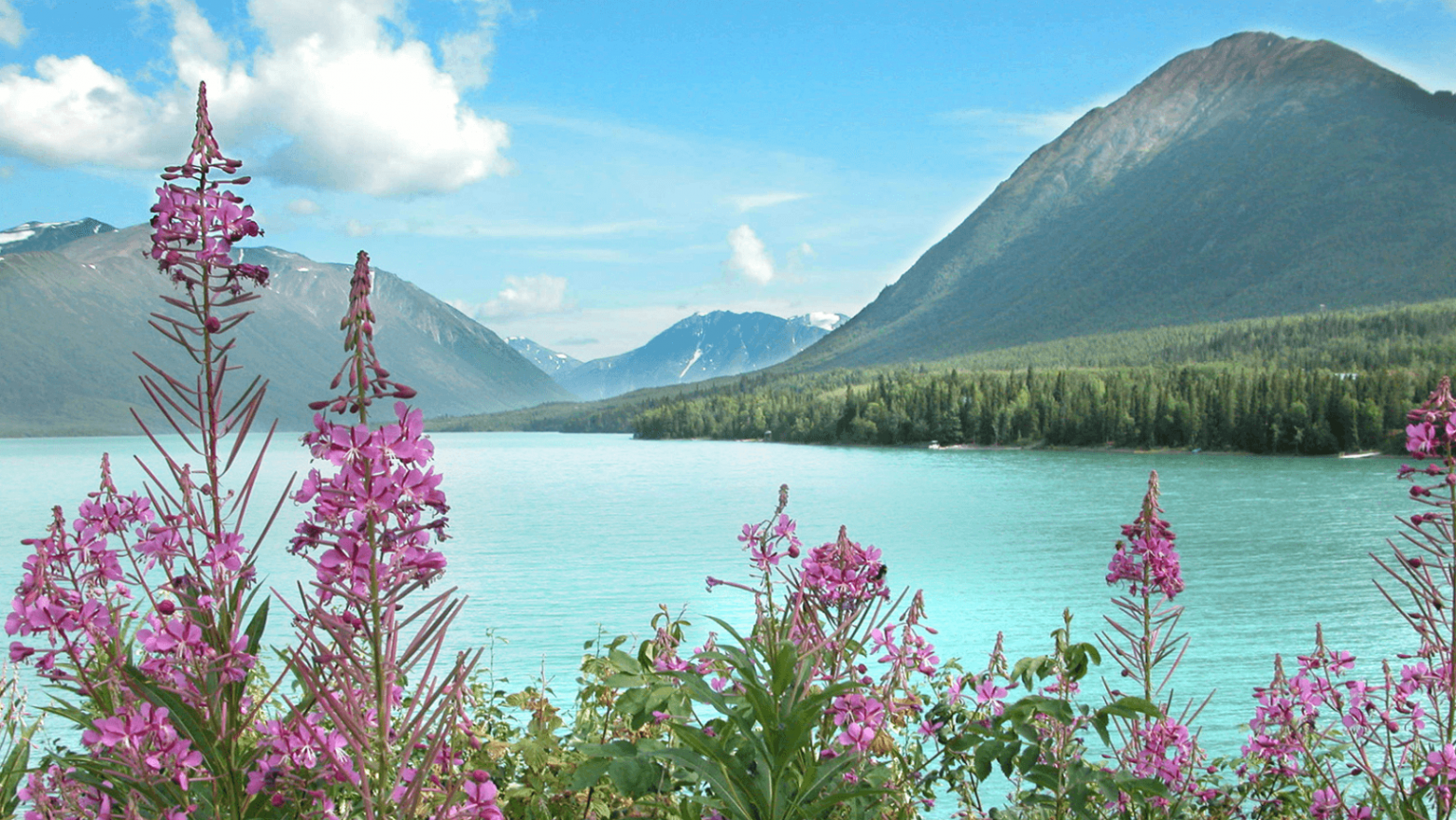 Alaska Is Home to Incredible Wildlife - Last Call Trivia