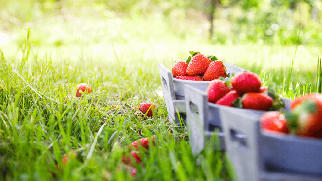 Strawberry Statistics