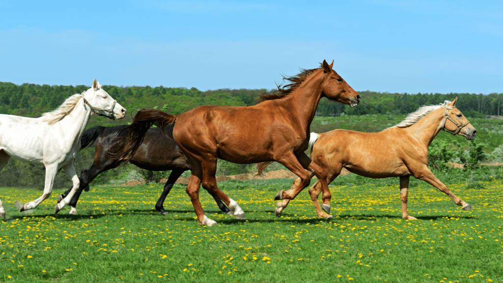 Horse Characteristics