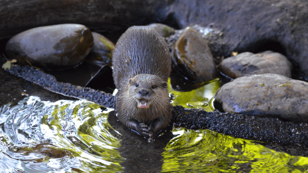 Protecting Otters