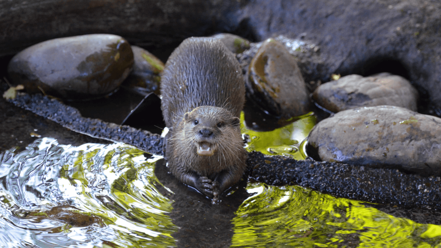 How Otters Use Play To Strengthen Their Skills Last Call Trivia How otters use play to strengthen their skills last call trivia