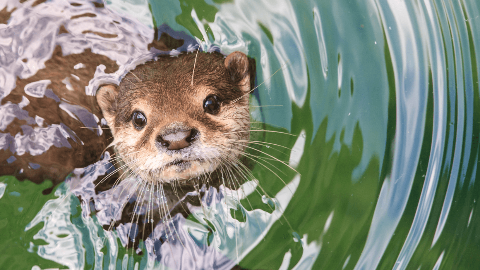 Types of Otters