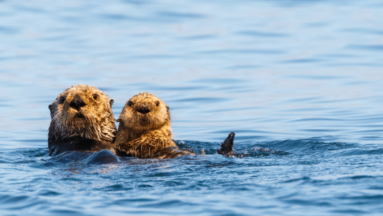 How Otters Use Play to Strengthen Their Skills - Last Call Trivia